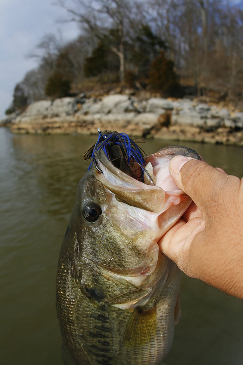 bluff end bass on jig