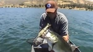 Angler Catches Several Double-Digit Bass on Video