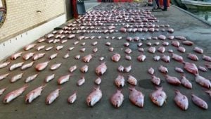 Coast Guard Interdicts 5 Boats with 6,000 Pounds of Illegal Fish