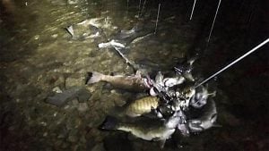 Bass Fishing Poachers Busted, Charged