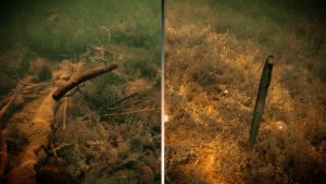 Floating vs. Sinking Worm on Drop Shot Underwater