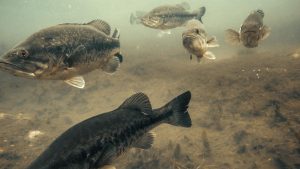 Where to Find Prespawn Bass After Cold Fronts