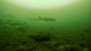 Why Early Ice is Best: First Ice Walleye