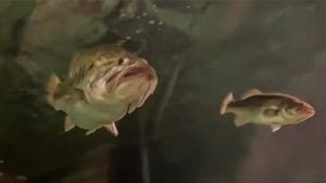 Giant Bass Attacks 2-pounder in Aquarium