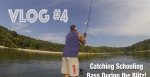 A 2-Prong Approach for Chasing Schooling Fish