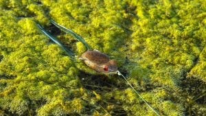 7 Best Frog Fishing Tips for Matted Grass