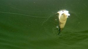 Increase Topwater Hookups with These Tips