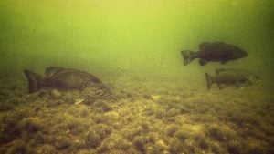 Power Fishing Tubes (Stroking) for Big Smallmouth Bass