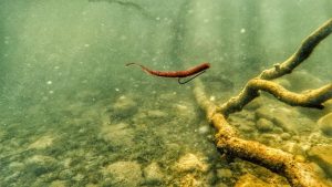 How to Rig the Bubba Shot and Where to Fish It