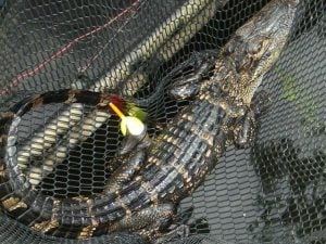 Some of the Craziest Catches While Fishing