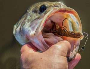 BANG Fish Attractant Review