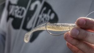 Bank Fishing River Smallmouth Bass With Swimbaits