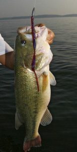 EPA Denies Petition Seeking Ban on Lead in Fishing