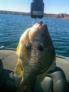Possible World Record Red Ear Caught