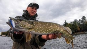 Targeting Fall Pike With Swimbaits (VLOG)