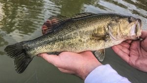 Believe It or Not, Bass Actually Have Hair Cells