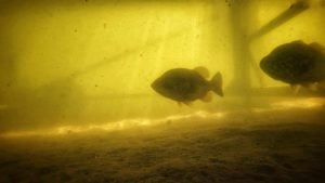 Dock Fishing Tips for Summer Bass
