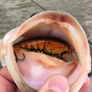 Jenko Fishing CD Squared Squarebill Review