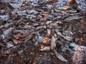Large Wanton Waste Fish Kill Discovered on Leech L