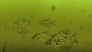 Anglers Caught with 676 Fish over Limit