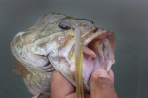 In-School Suspension: Fishing for Suspended Bass