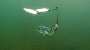 Tips for Targeting Grassline Bass With Spinnerbaits