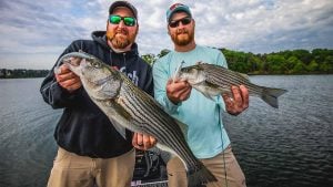 Z-Man Announces Upsized DieZel MinnowZ