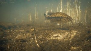 3 Tips to Improve Bed Fishing for Bass