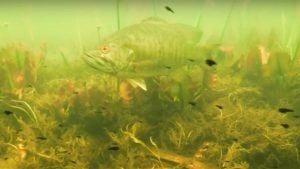 Must-Have Baits for Fry-Guarding Bass