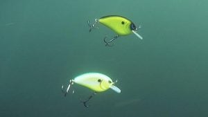 Hard Contrast Crankbait Colors | What it Looks Like Underwater