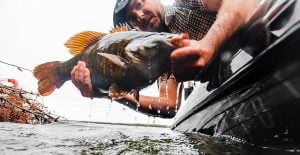 Record Catch-and-Release Smallmouth Caught