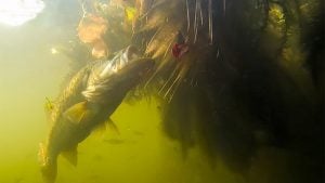 Proposal to Eradicate Calif. Bass Withdrawn