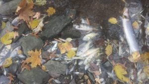 Middle River Fish Kill Escalates