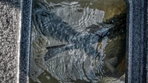 4 Tips to Keep Bass Healthy in Livewells when Fishing