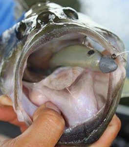 Single Swimbait Fishing for Suspended Bass