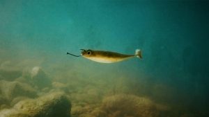 Drop Shot Swimbaits Underwater