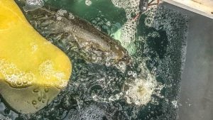 An Easy Livewell Trick for Better Fish Care