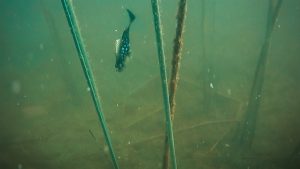Consider Swimbaits Over Jigs in Shallow Water