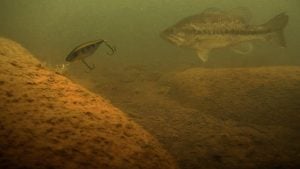 4 Tips for Mid-Depth Crankbait Fishing