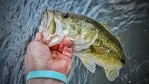 Lures to Downsize for More and Bigger Bites