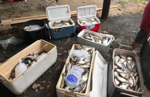 15 Anglers Cited for 208 Fish Over Limit in Texas