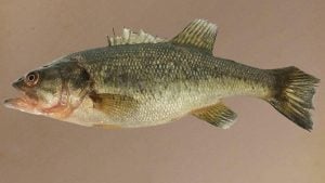 Bass Caught in Alaska has DNR Asking Anglers to Remove All Bass