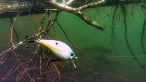 How to Worm a Squarebill for Summer Bass