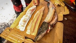 Easy Pike Y-Bone Removal | Whole Fillet Method