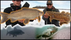 Catching Prespawn Burbot | INSANE Underwater Footage