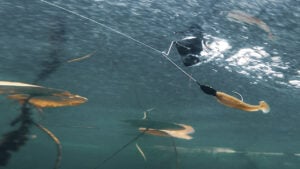 5 Fall Buzzbait Tips to Catch Active Bass