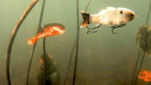 Tips for Bass Fishing Jointed Swimbaits Around Shallow Grass