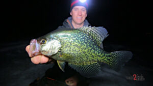 Dead Sticking Crappie With Live Bait