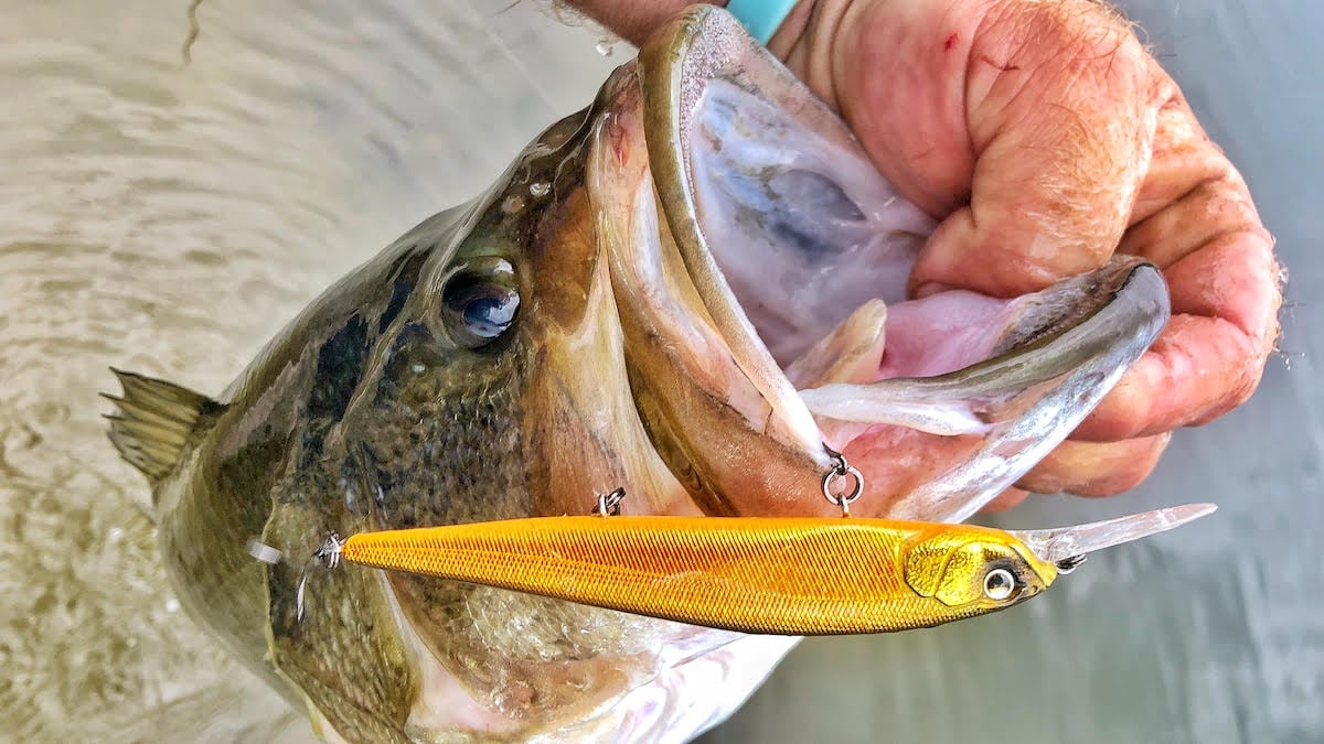 Loco special jerkbait bass