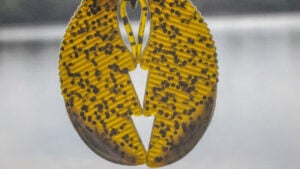5731559.jpg
